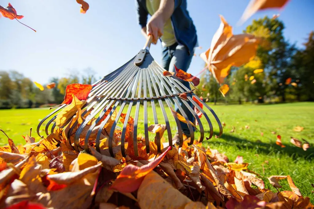 Уборка опавших листьев веерными граблями в парке