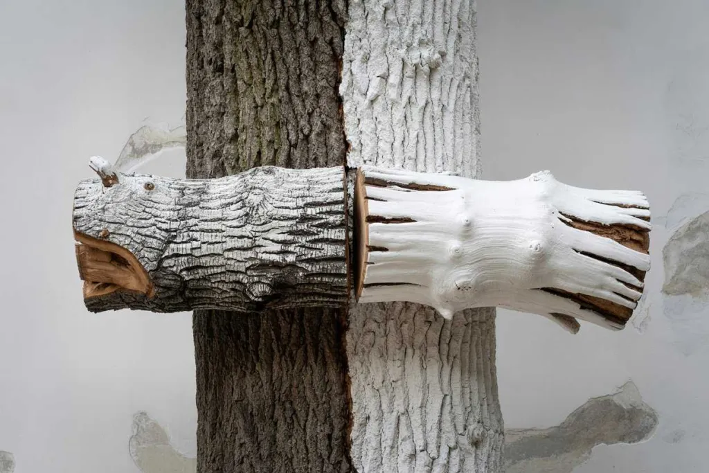 Сравнение побелки дерева известью и краской