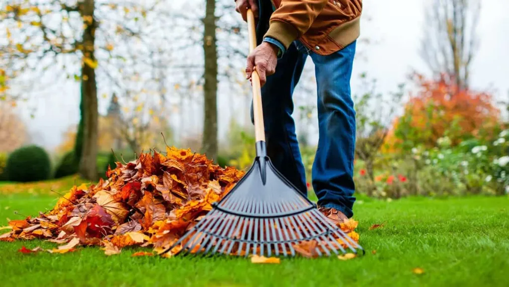 Садовник убирает опавшие листья веерными граблями на газоне.